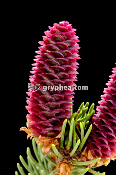 Epicea (Picea abies) - Cône femelle jeune - gryphea.com